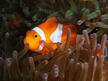 clownfish hiding in anemone