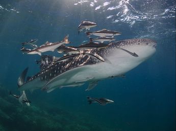 whale shark and cobia