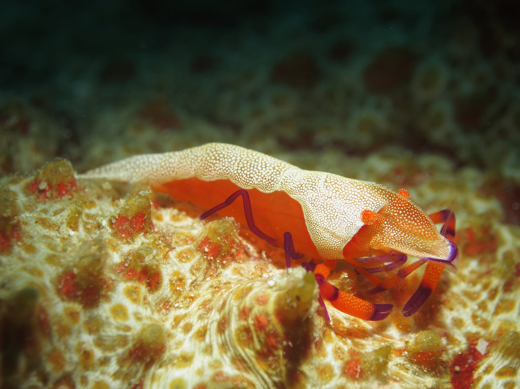 Imperial Shrimp (Zenopontonia rex) living on giant sea cucumber host