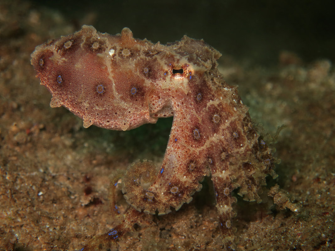 extremely venomous species of octopus Blue ringed octopus genus Hapalochlaena,  Macrolife Mabul
