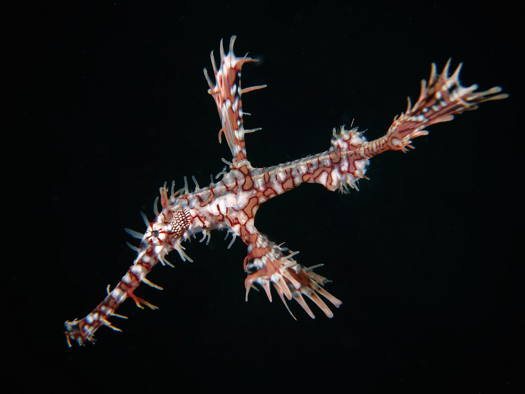 Ornate ghost pipefish Solenostomus paradoxus Macro marine life in Malaysia