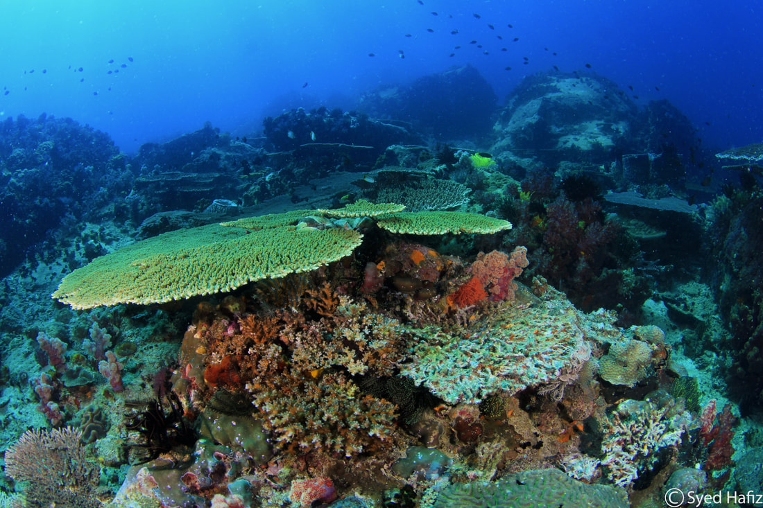Coral reef Kota belud Sabah Borneo