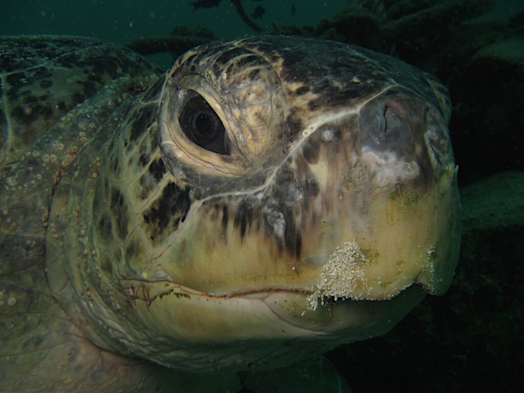 Adult green turtle resting on the seabed seen diving Mabul
