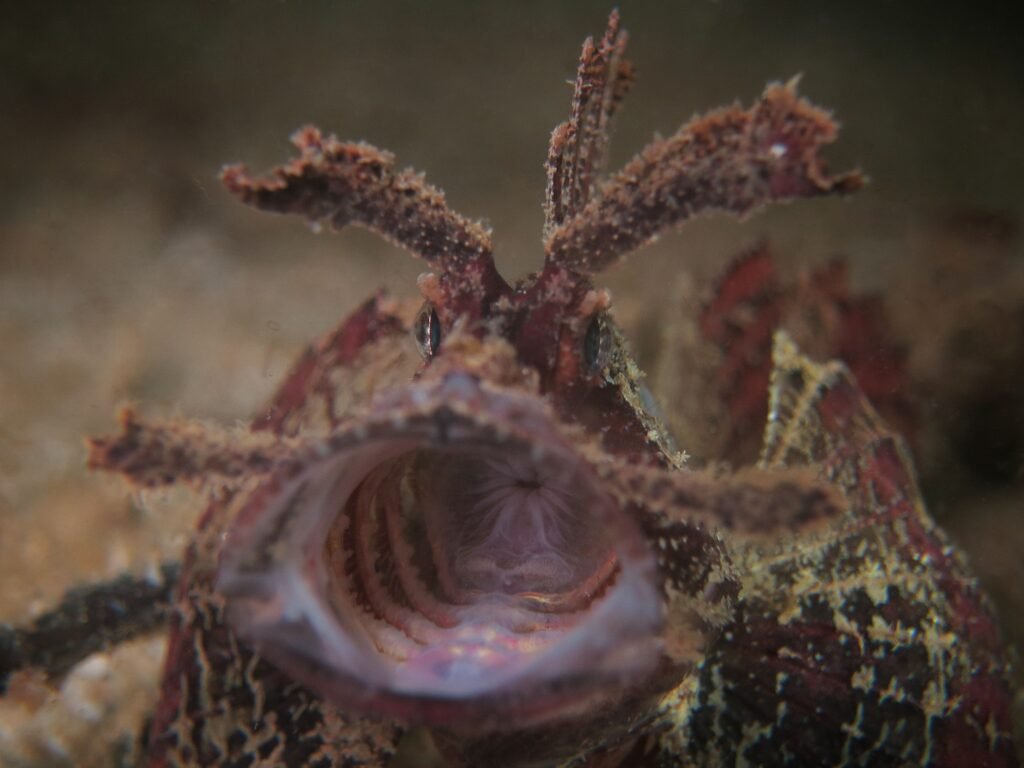Ambon scorpionfish much diving in Semporna