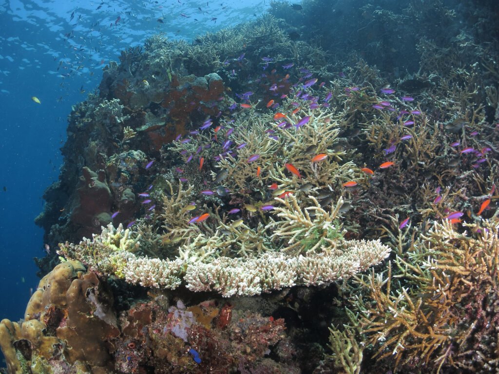 Colourful coral reef wall with anthia fish seen on a Sipadan diving trip Sabah