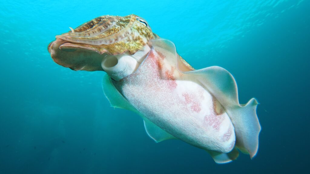Cuttlefish diving in Semporna