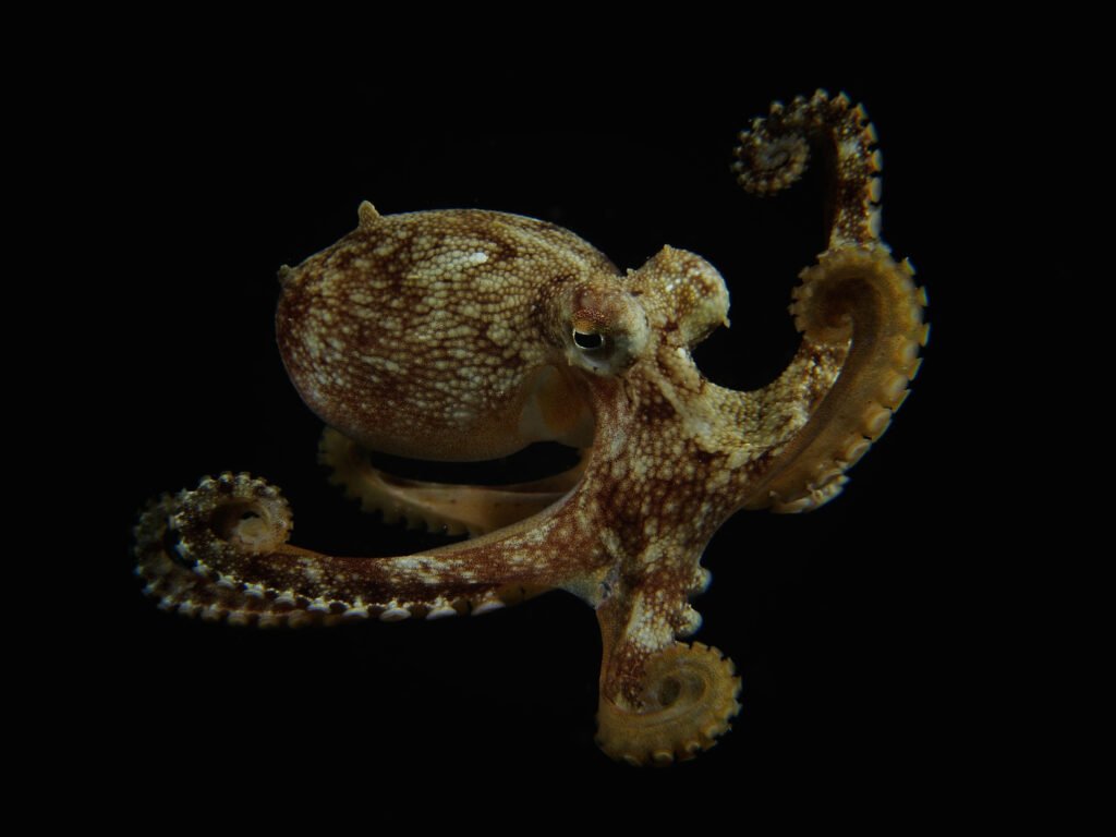 Coconut octopus diving Bum Bum island, Semporna