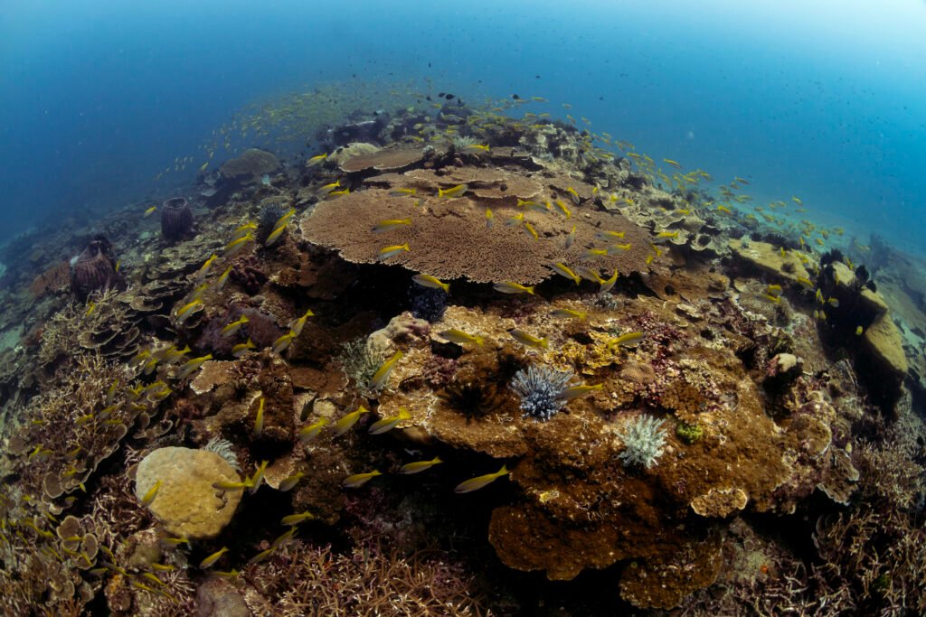 Beautiful coral reef with schooling snapper fish in Kota Belud Sabah