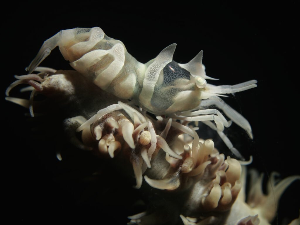 Tiny white whip coral shrimp Bum Bum island Semporna