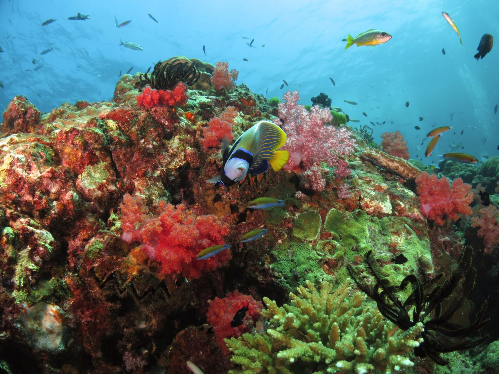 Colourful coral reef seen snorekling in Sabah