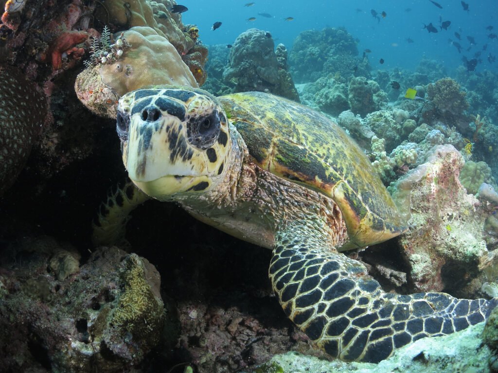 Hawksbill Turtle on a Kota Belud coral reef diving in Kota Belud & Mantanani Island