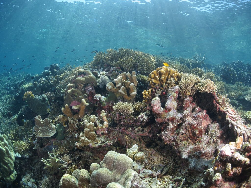 Beautiful coral reef in Semporna diving the Tun Sakaran Marine park