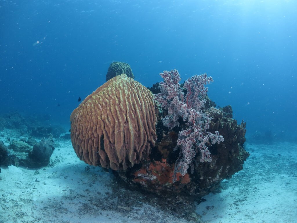 Purple barrel sponge and coral reef scuba diving at Bigfin Beach Resort Kota Belud