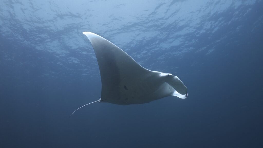 Manta ray scuba diving in Semporna