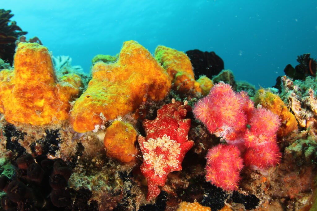 Beautiful red nudibranch on a coral reef diving in Kota Belud