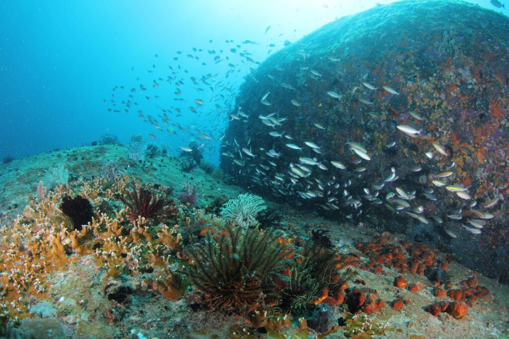 Kota Belud coral reef at Mayne Rock dive site diving in Kota Belud