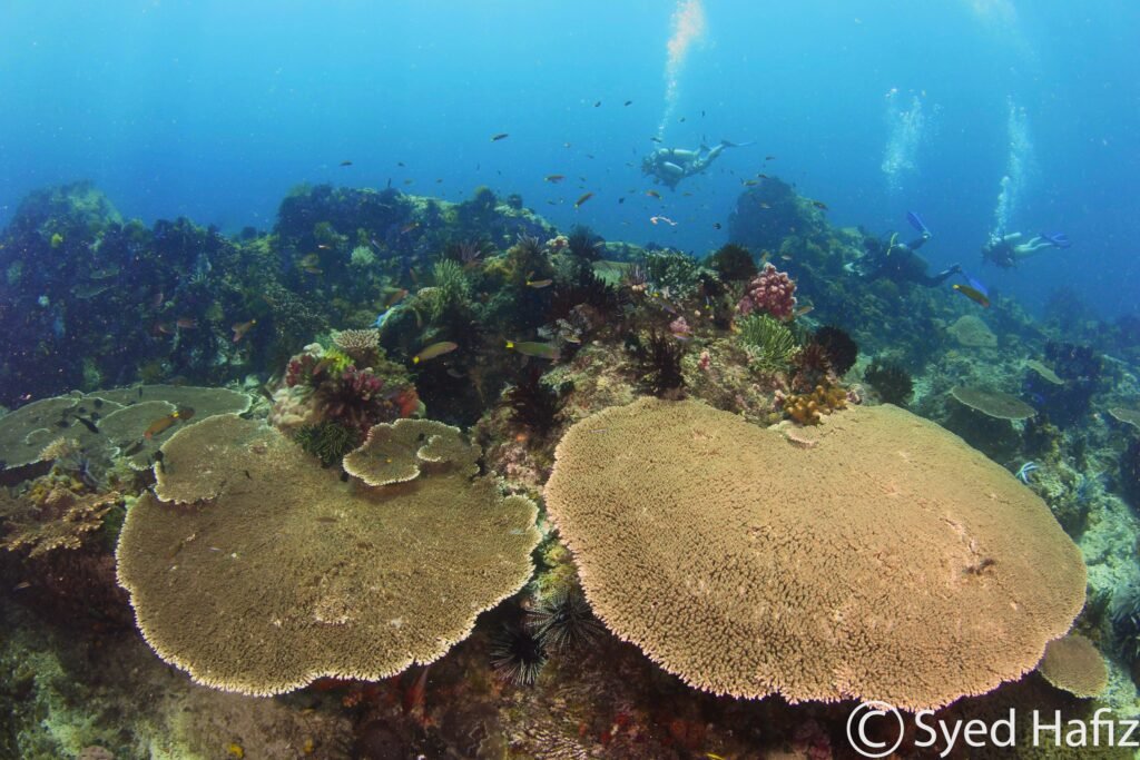 Huge table coral on reef diving at Mayne reef dive site in Kota Belud Sabah
