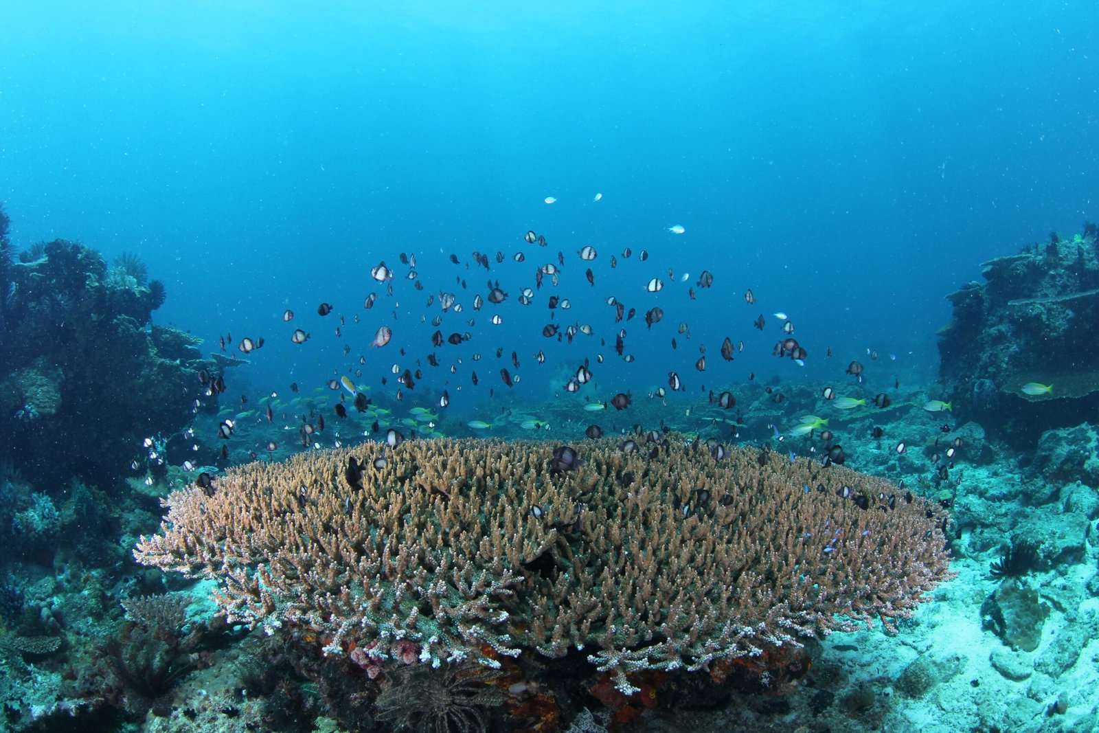 Damsel fish on table coral seen underwater during PADI Discover scuba dive trip