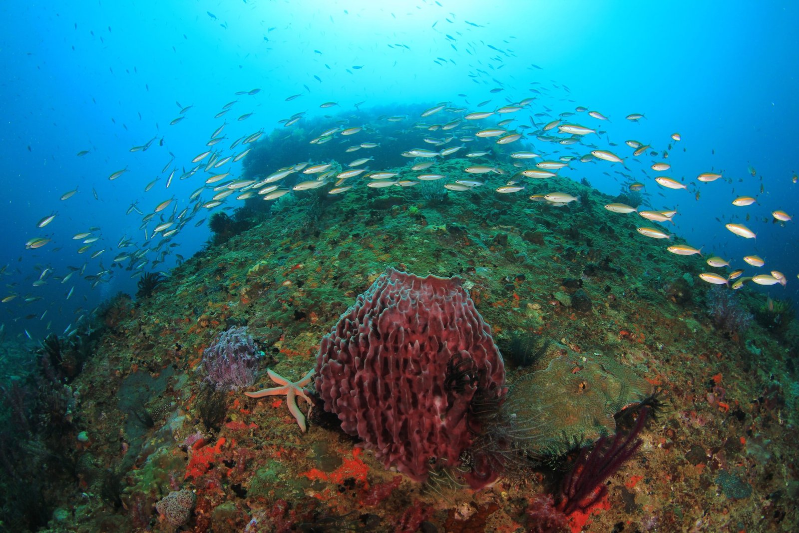 Reef at Mayne Rock dive site diving in Kota Belud