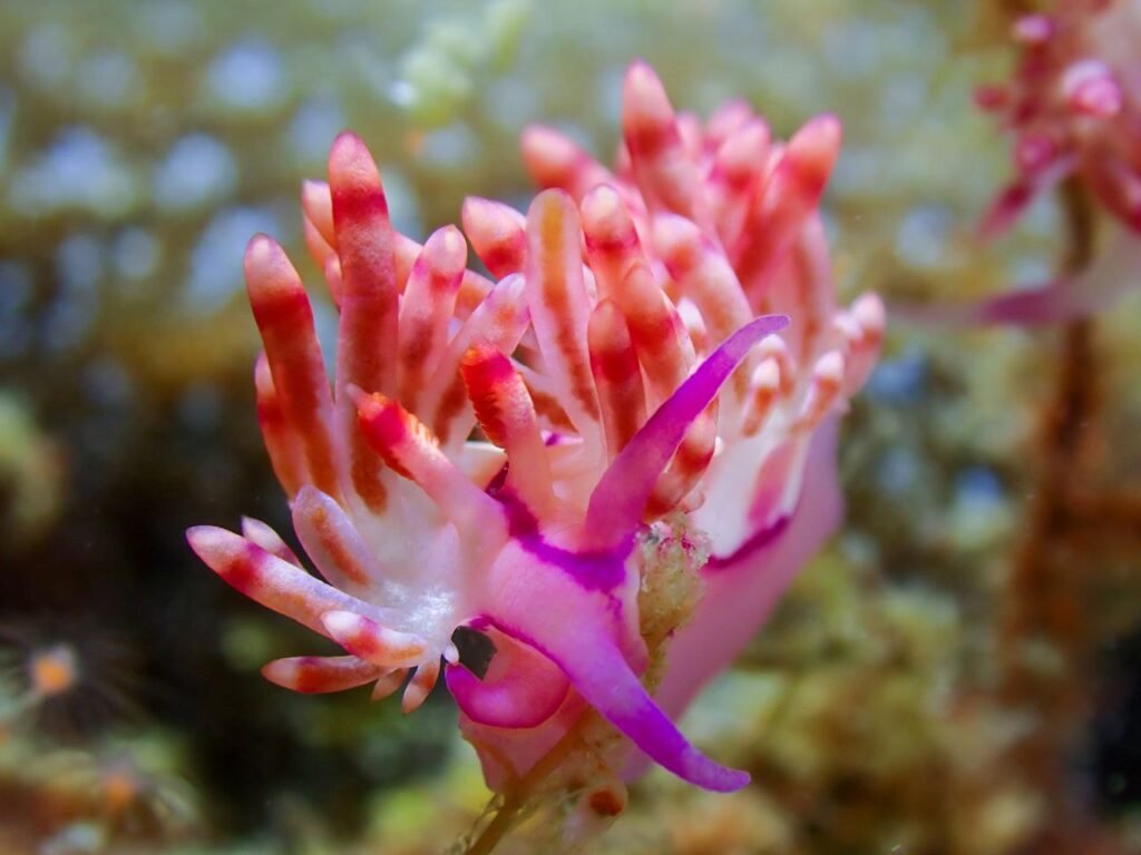 Bright pink nudibranch spotted diving Mabul Island