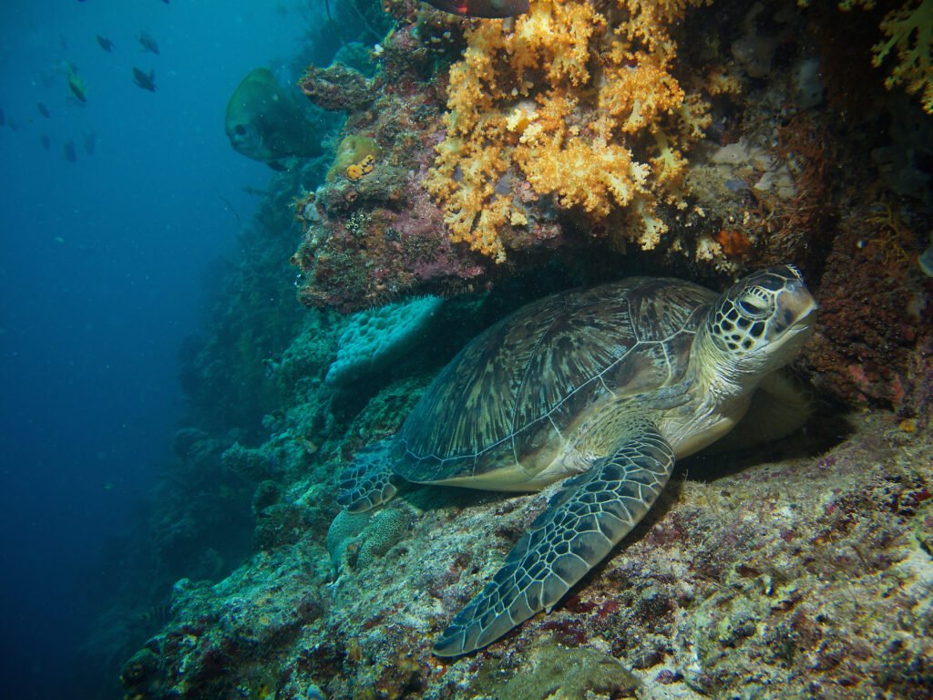 Green turtle on coral reef at Drop off 