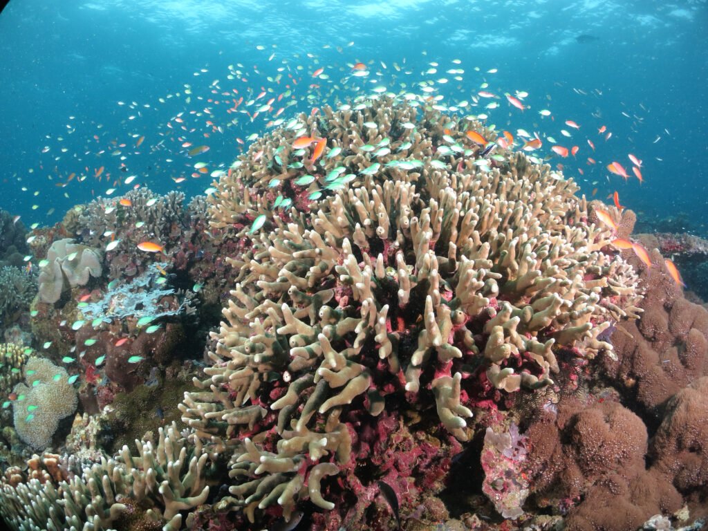 Hard coral reef and anthia fish seen diving Semporna at Mantabuan island