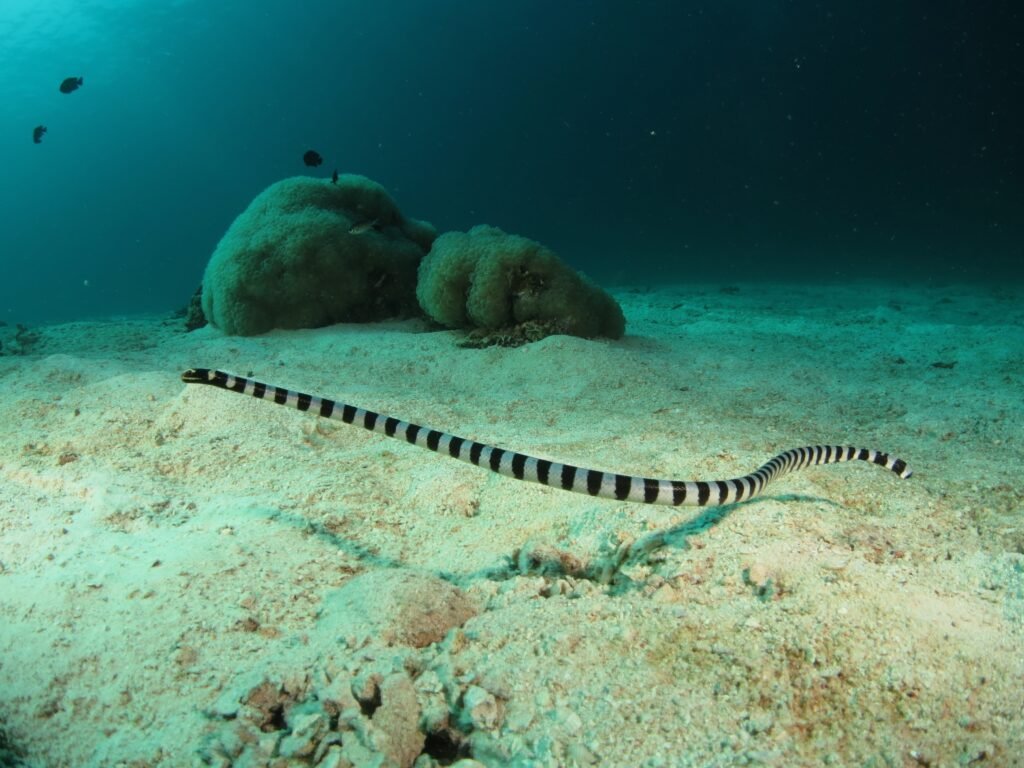 Banded sea snake on sandy bottom scuba diving at Si Amil island Semporna