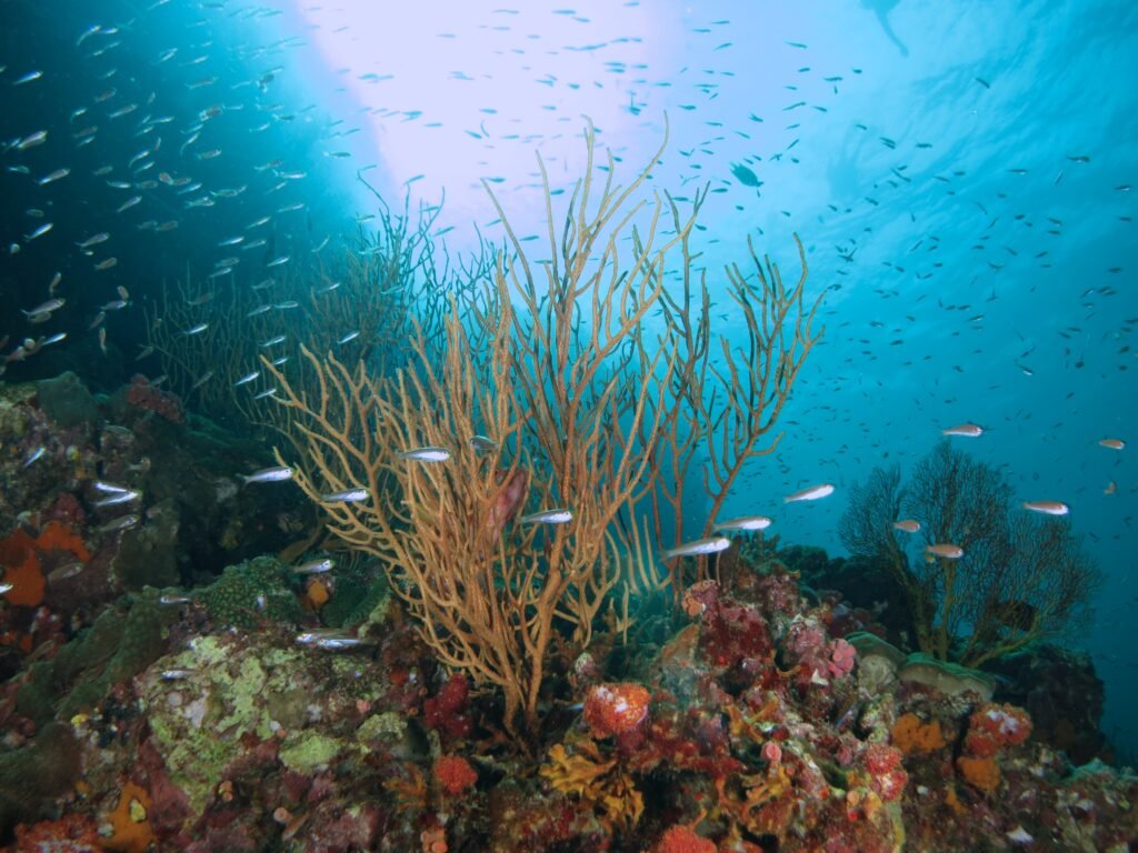 Kota Belud coral reef during at Apex Avenue dive site diving in Kota Belud 