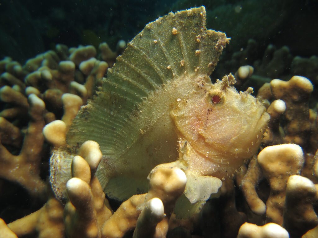 Leaf scorpionfish on coral reef semporna