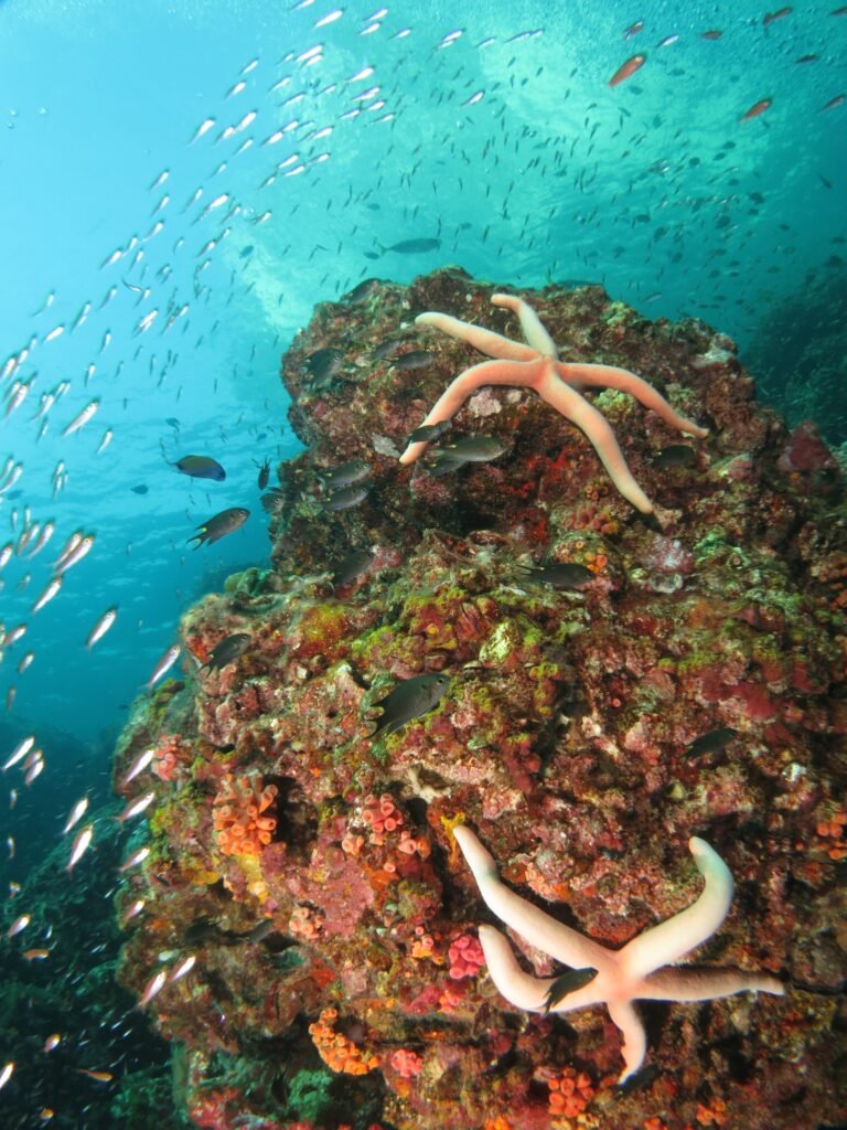 Pink Seastar in coral reef Snorkeling in Sabah