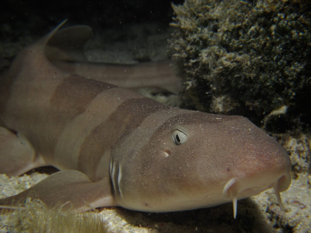 Bamboo shark on the seabed Kota Belud