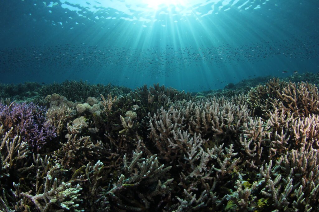 Stunning hard coral reef and clear water diving Semporna