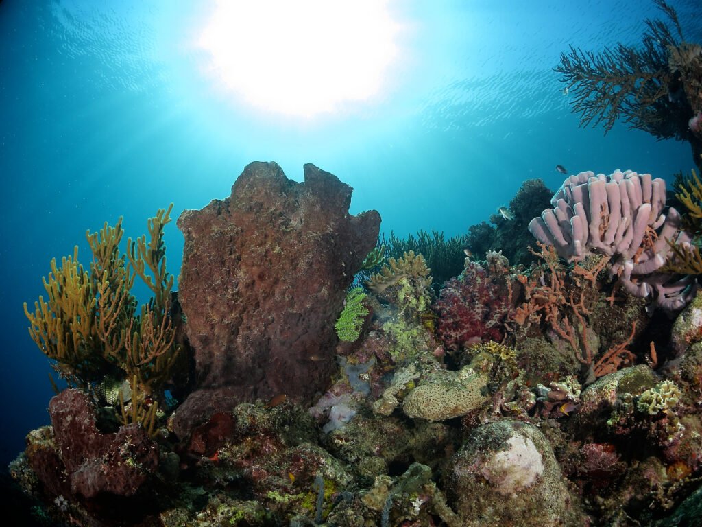 Coral reef with Giant sponges in Semporna