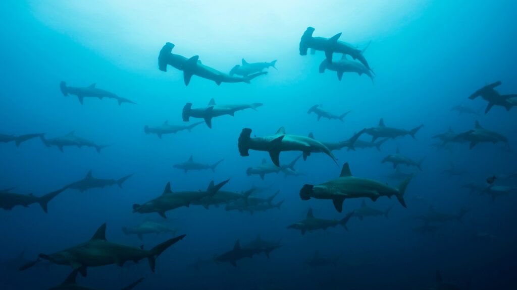 School of Hammerhead sharks sighted during a Sipadan diving trip in Sabah