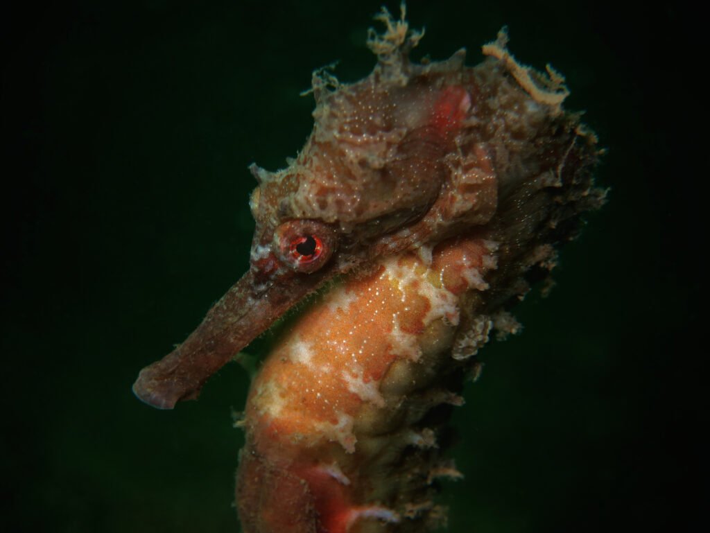 Seahorse diving in Semporna