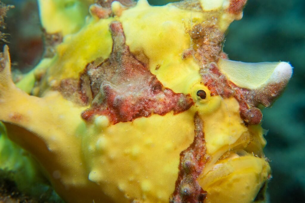 Bright yellow clown frogfish spotted when diving Semporna at Mataking island