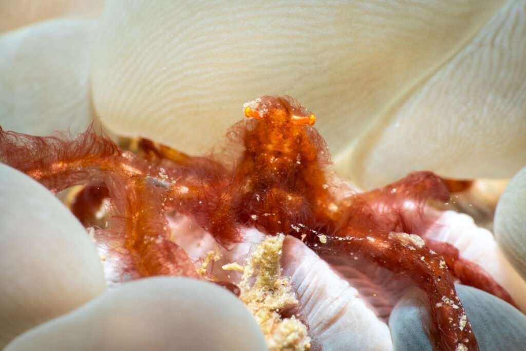 Orangutan crab in bubble coral spotted diving Semporna
