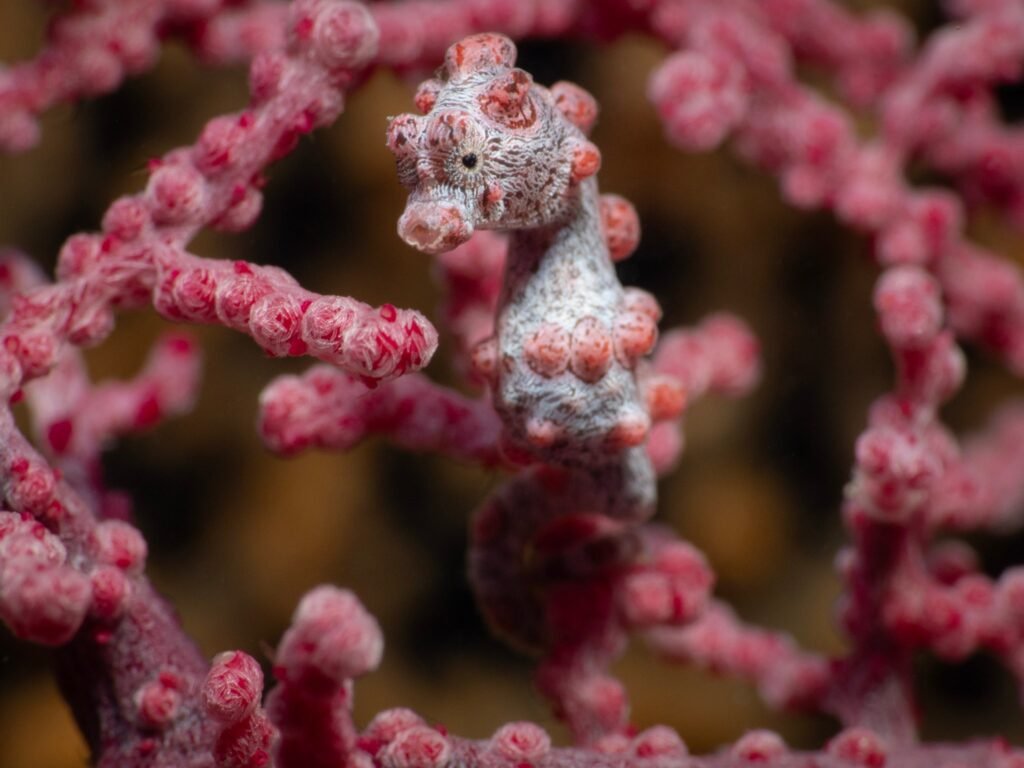 Tiny pink pygmy seahorse hiding in seafan