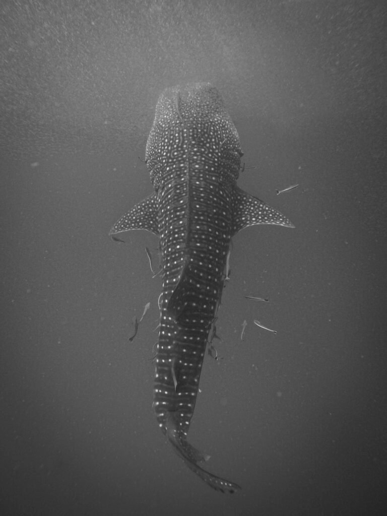 Whaleshark feeding on krill seen on a Sipadan diving trip