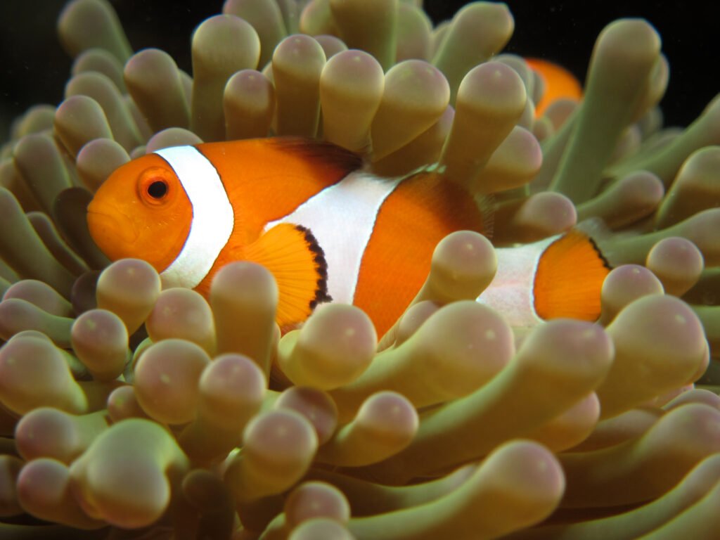 Clown fish hiding in an anemone during a PADI Discover Scuba Dive