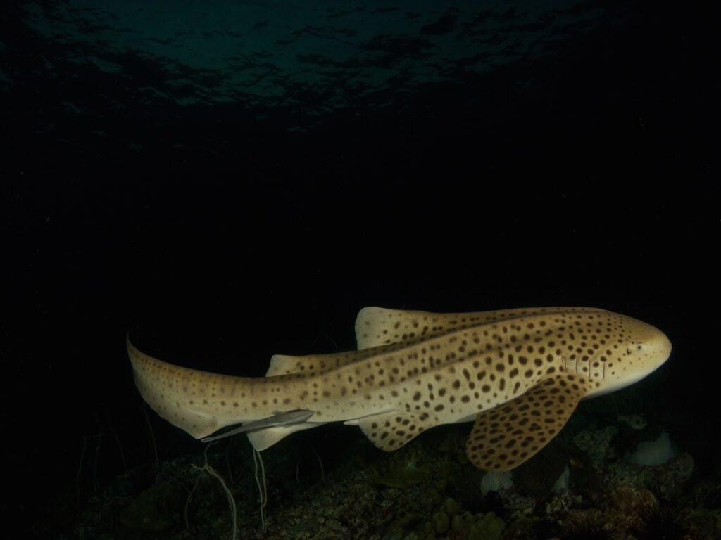 Spotted LEOPARD SHARK seen a Sipadan diving trip Sabah