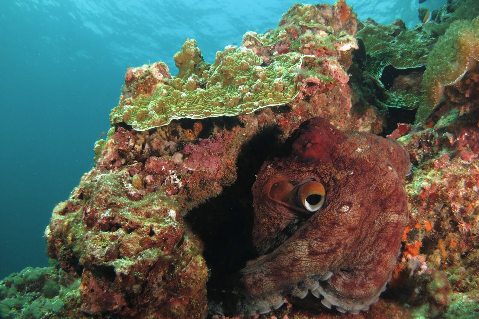 Giant octopus on coral reef diving Sabah