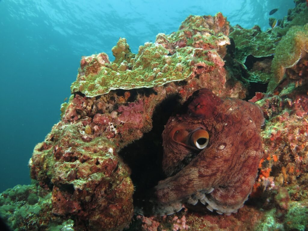 Octopus on coral reef diving in Kota Belud