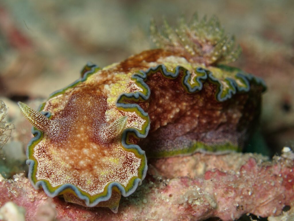 Patterned nudibranch on coral reef diving in Kota Belud