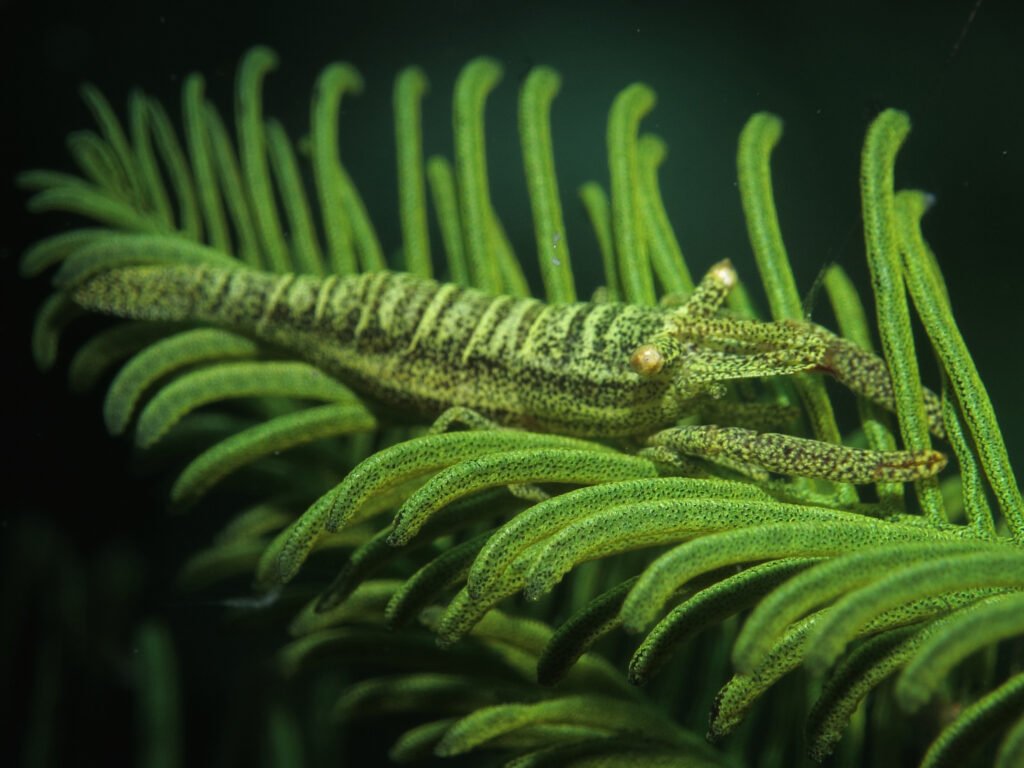 Crinoid shrimp camouflaged on green feather star photographed during PADI Photography specialty course in Sabah
