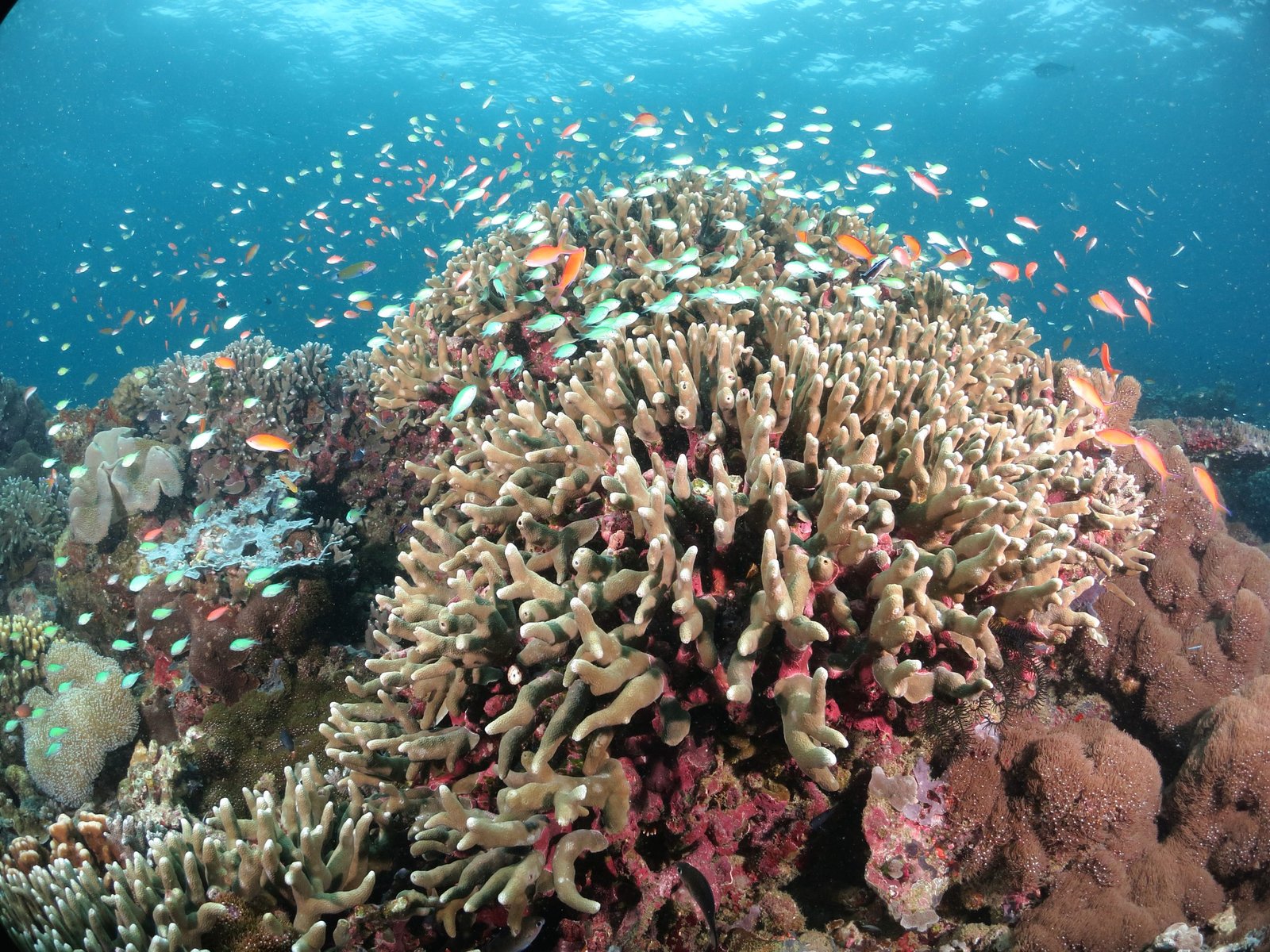 Beautiful hard coral reef diving Sipadan