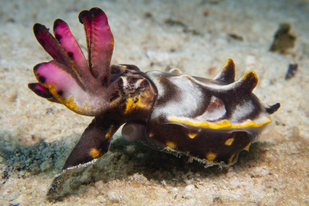 Tiny Colourful Flamboyant cuttlefish seen diving Semporna