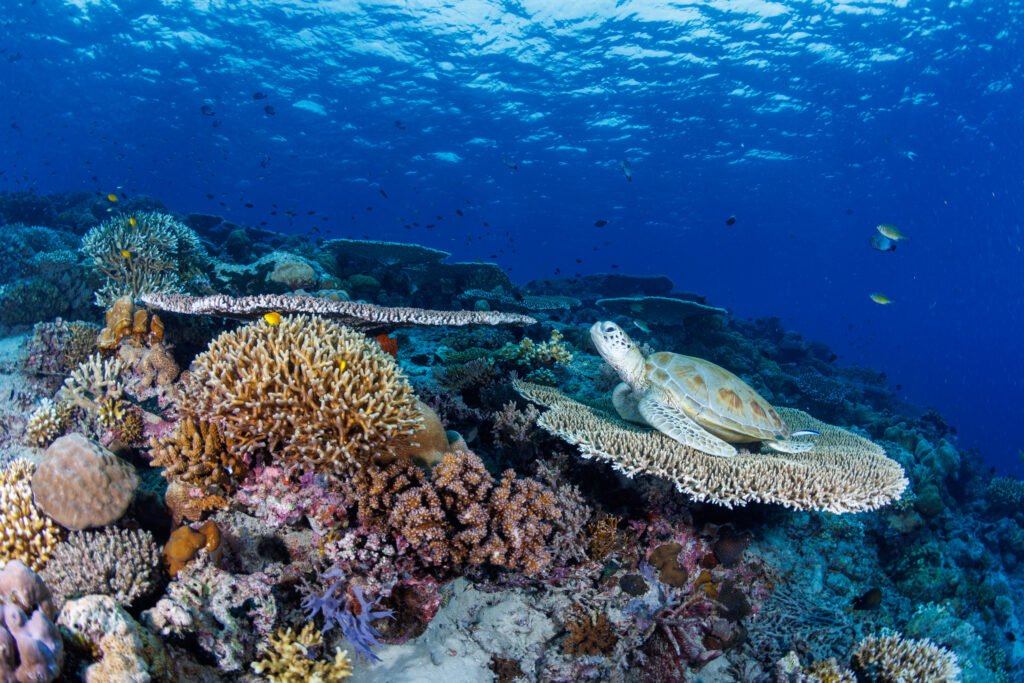 Green turtle on pristine coral reef diving Sabah