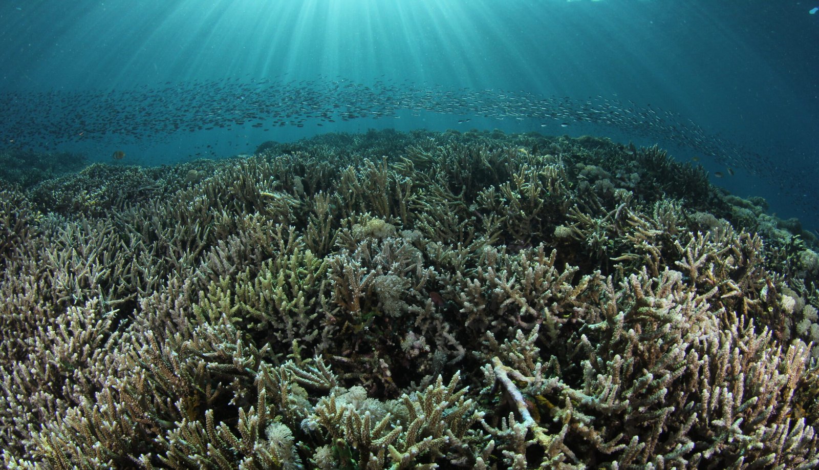 Pristine hard coral reef with sunlight diving Sabah