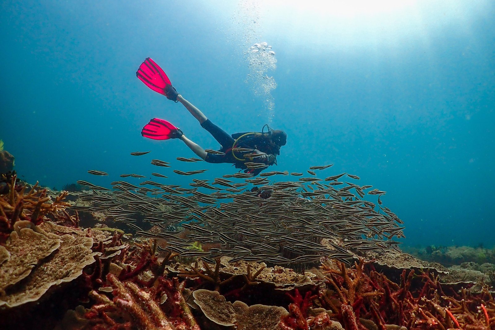 Diver swimming with schooling reef fish over coral reef diving Sabah